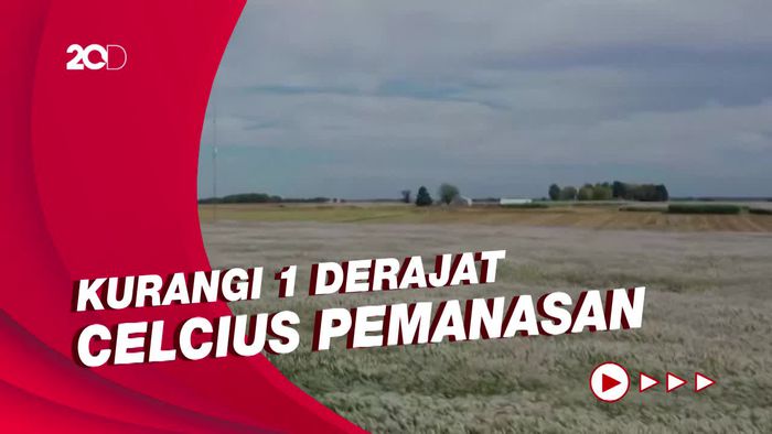 Menanam Jenis Rumput Ini Bantu Kurangi Pemanasan Global