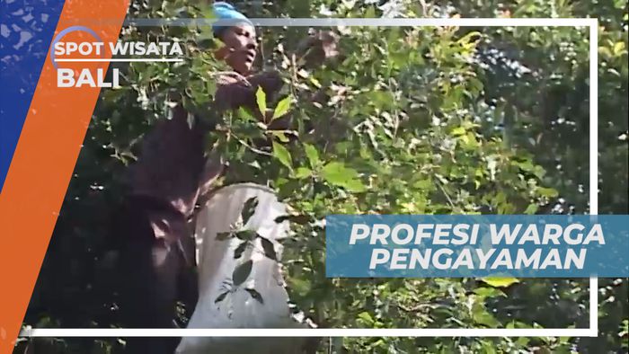 Berkebun, Mayoritas Profesi Warga Desa Pegayaman Bali