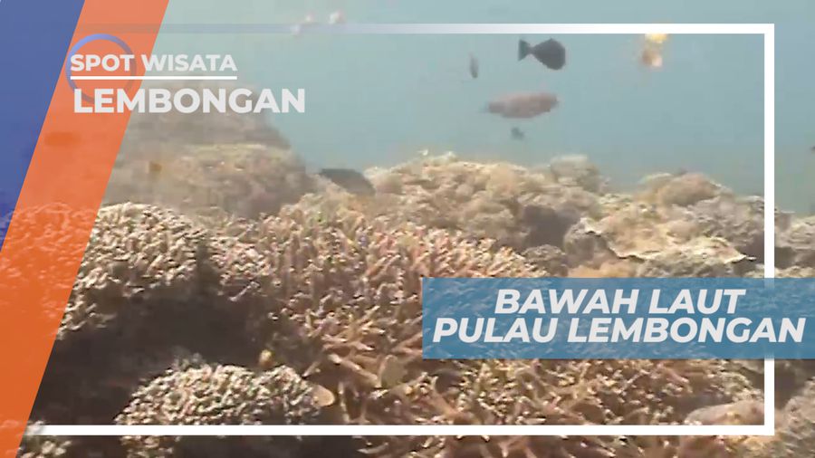 Menyusuri Keindahan Bawah Laut Pulau Lembongan Bali