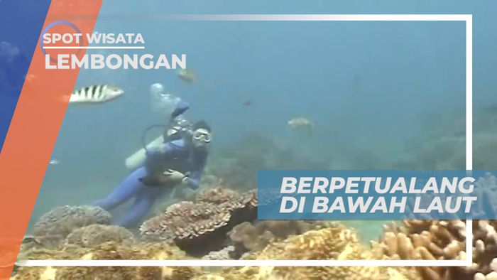 Indahnya Ikan Warna-warni yang Menghiasi Bawah Laut Pulau Lembongan Bali