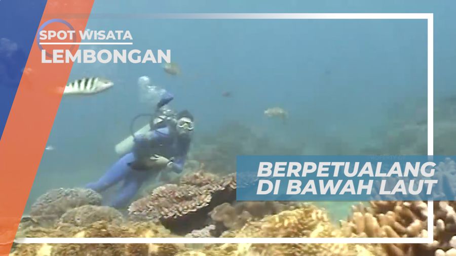 Indahnya Ikan Warna-warni yang Menghiasi Bawah Laut Pulau Lembongan Bali