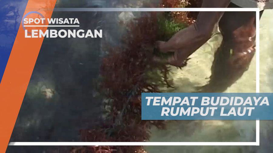Berkunjung ke Tempat Budidaya Rumput Laut di Pulau Lembongan Bali