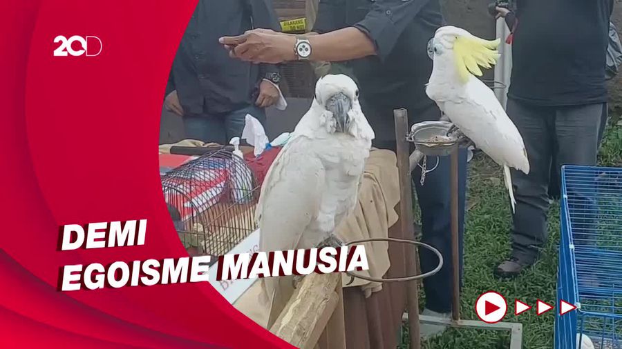 Polisi tangkap Pelaku Jual-Beli Burung Dilindungi di Kab Bandung