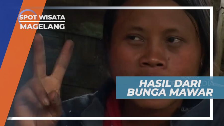 Bergantung Hidup dari Bunga Cantik Merah Merekah, Magelang