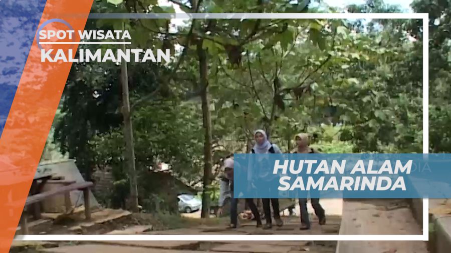 Menelusuri Kekayaan Alam Hutan Samarinda Kalimantan Timur
