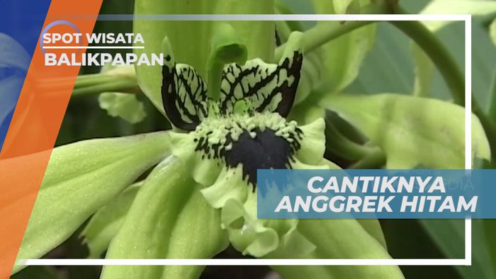 Anggrek Hitam, Begitu Eksotis Berada di Bukit Bingkrai, Balikpapan