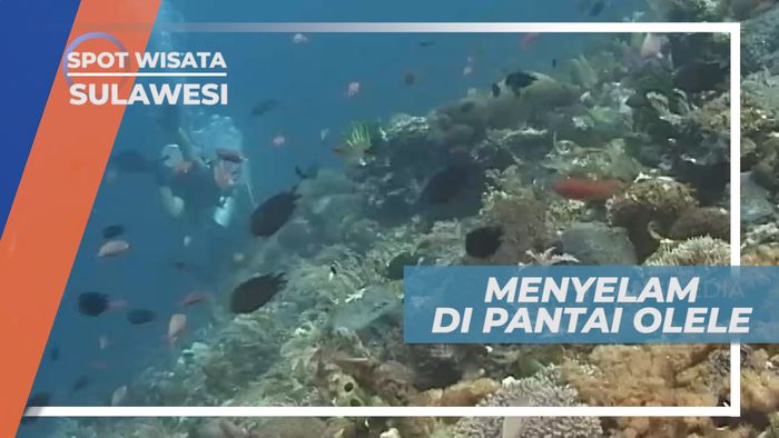 Pesona Indah Bawah Laut Pantai Olele, Gorontalo