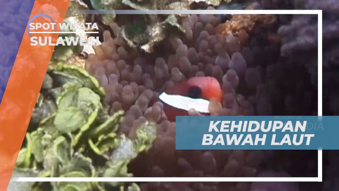 Biota Laut yang Harmonis dan Memanjakan Mata, Gorontalo
