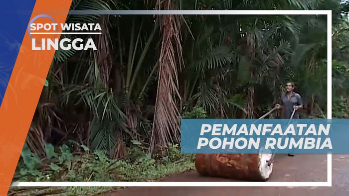 Pohon Rumpia, Tanaman Penghasil Pati Sagu di Lingga Kepulauan Riau
