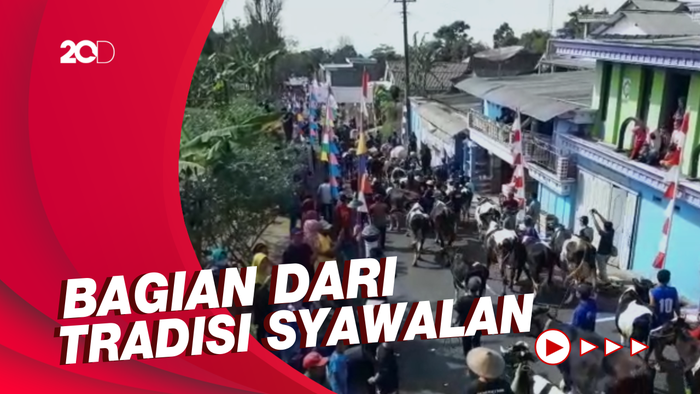 Yuk, Lihat Tradisi Arak-arakan Sapi di Boyolali!
