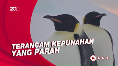 Kehidupan Penguin Kaisar Diprediksi Hilang 4 Dekade Lagi