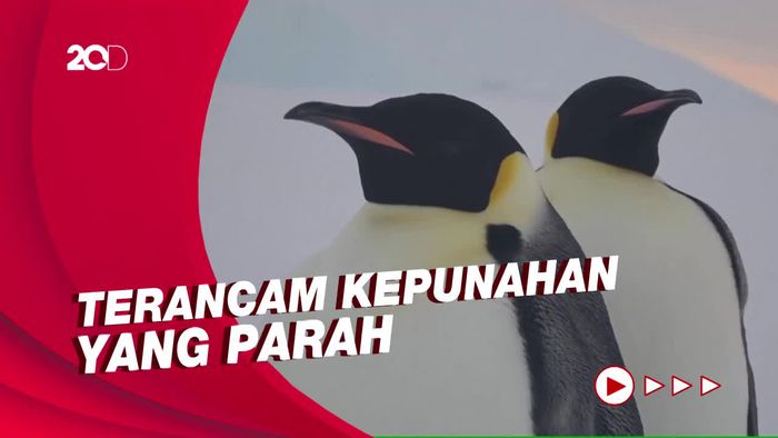 Kehidupan Penguin Kaisar Diprediksi Hilang 4 Dekade Lagi