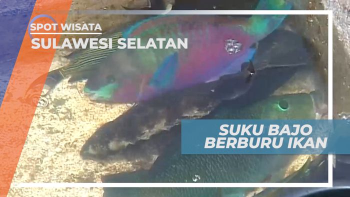 Cara Sederhana Suku Bajao Berburu Ikan, Sulawesi Selatan