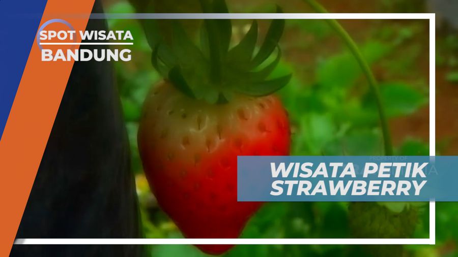 Mencicipi Stroberi Segar Langsung dari Kebunnya, Bandung