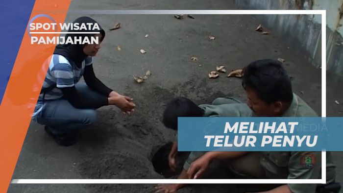 Melindungi Penyu Liar, Salah Satu Hewan Tertua di Dunia, Pamijahan