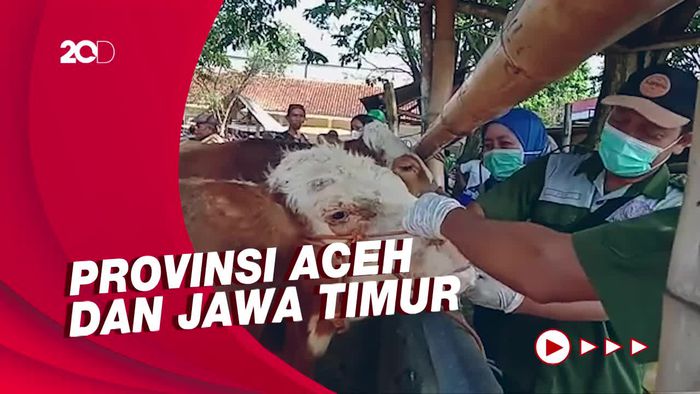 6 Kabupaten di 2 Provinsi Ini Dilanda Wabah Penyakit Mulut dan Kuku!