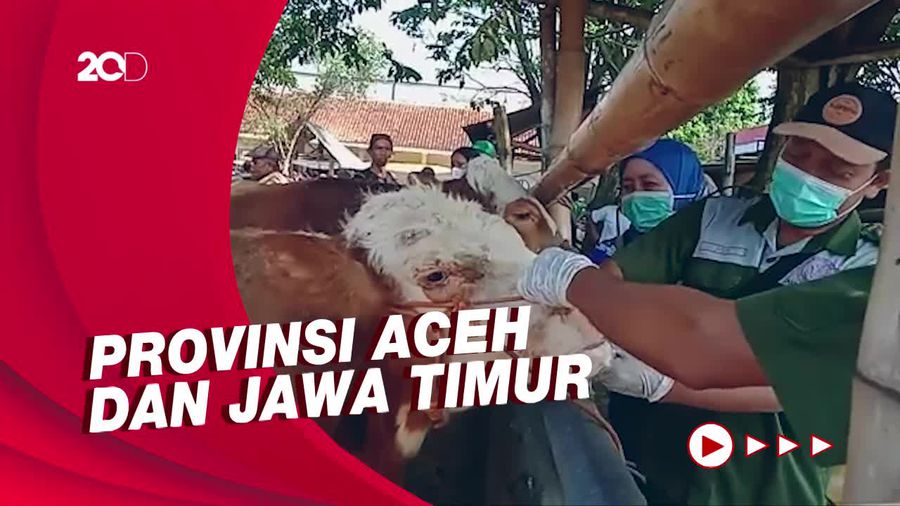 6 Kabupaten di 2 Provinsi Ini Dilanda Wabah Penyakit Mulut dan Kuku!