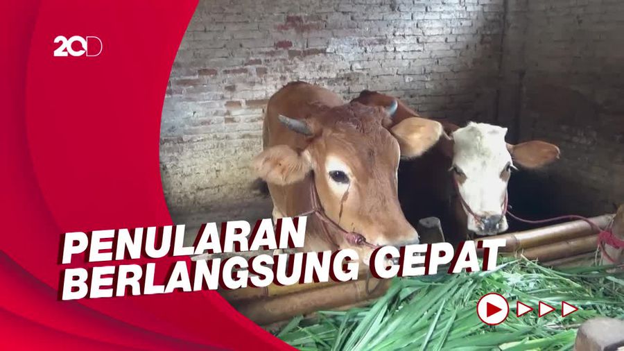 Waspada! Ratusan Sapi di Lumajang Terjangkit Penyakit Mulut dan Kuku