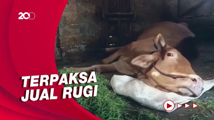 Cerita Peternak Lumajang yang Sapinya Kena Penyakit Mulut dan Kuku