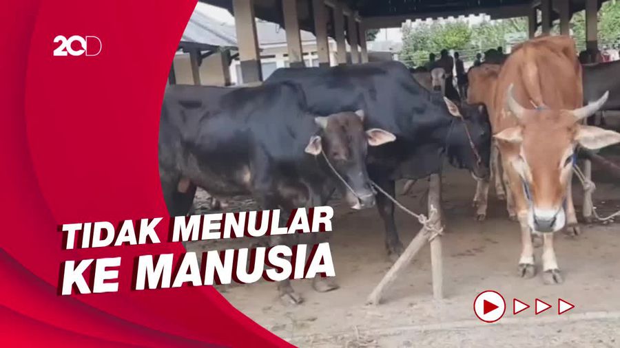 Fakta-fakta Penyakit Mulut dan Kuku Pada Hewan