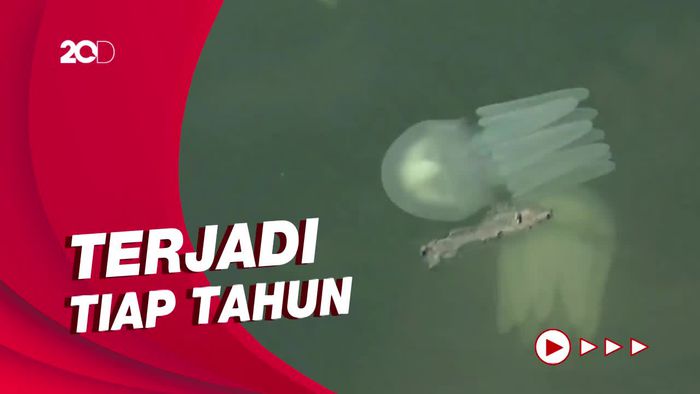Fenomena Ubur-ubur Serbu Pantai Probolinggo Bikin Nelayan Tak Melaut