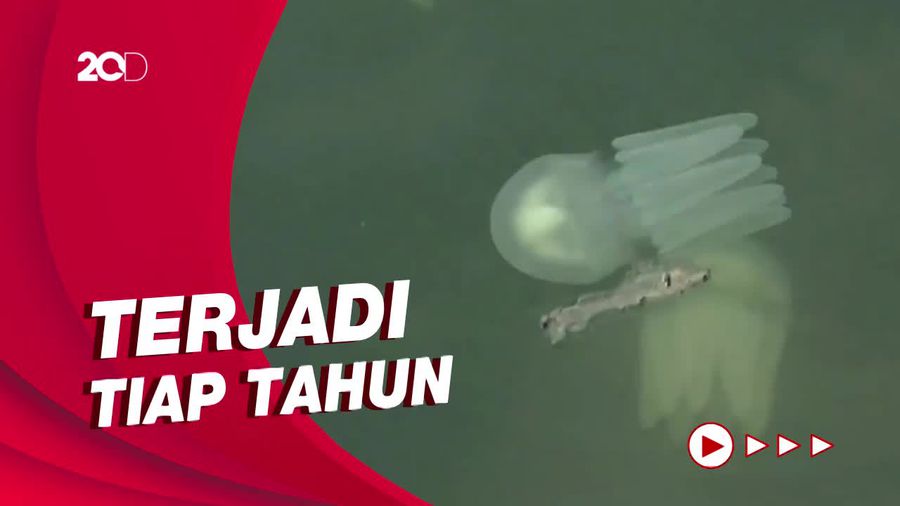 Fenomena Ubur-ubur Serbu Pantai Probolinggo Bikin Nelayan Tak Melaut