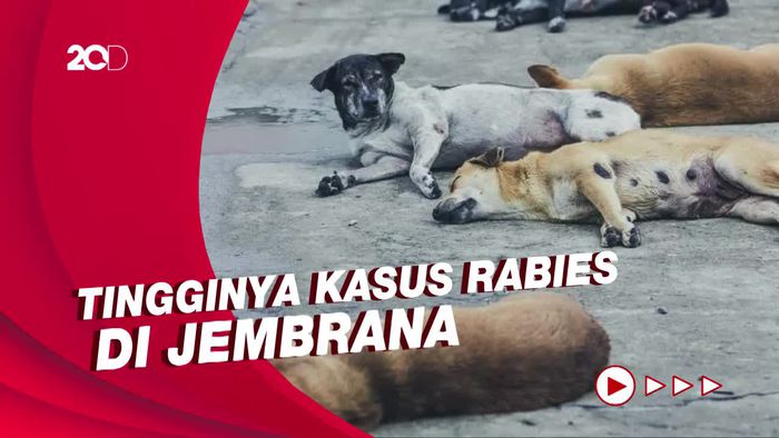 Semua Kecamatan di Jembrana Zona Merah Rabies, Stok Vaksin Menipis!