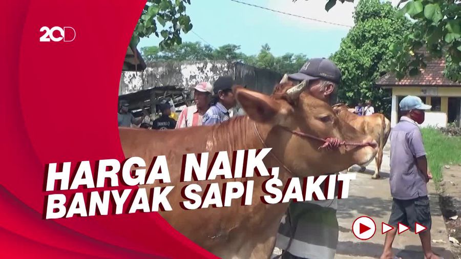 Penyakit Mulut dan Kuku Meneror, Harga Sapi di Lumajang Naik!