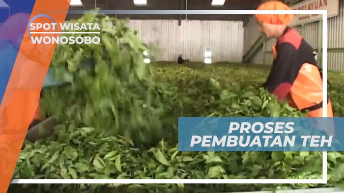Mengamati Proses Pemetikan dan Pelayuan di Pabrik Teh Wonosobo