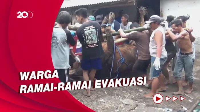 Sulitnya Evakuasi Sapi Limosin yang Mati Terpapar Wabah PMK di Lumajang