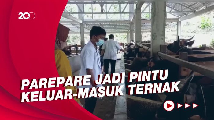 Waspadai Penyakit Mulut dan Kuku, Parepare Perketat Lalu Lintas Ternak
