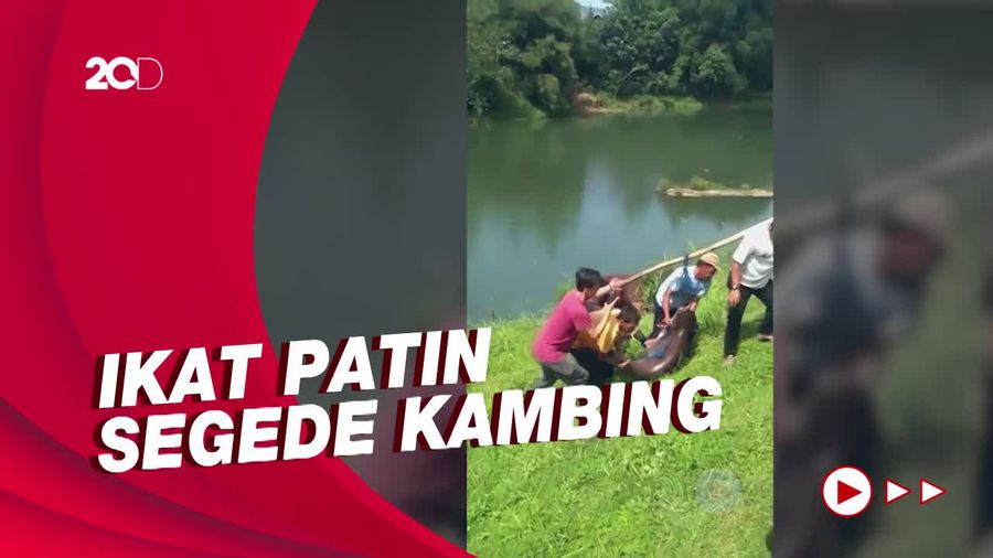 Penampakan Ikan Patin Sebesar Kambing yang Didapat di Danau Lido Bogor