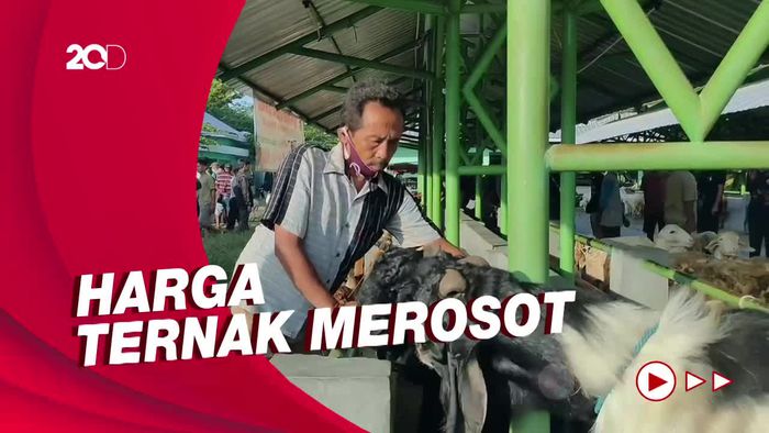 Curhat Pedagang Hewan di Jateng Gegara Dampak Wabah PMK