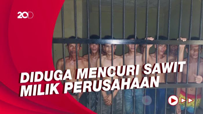 40 Petani di Mukomuko Ditangkap Usai Panen Sawit di Lahan Sengketa!