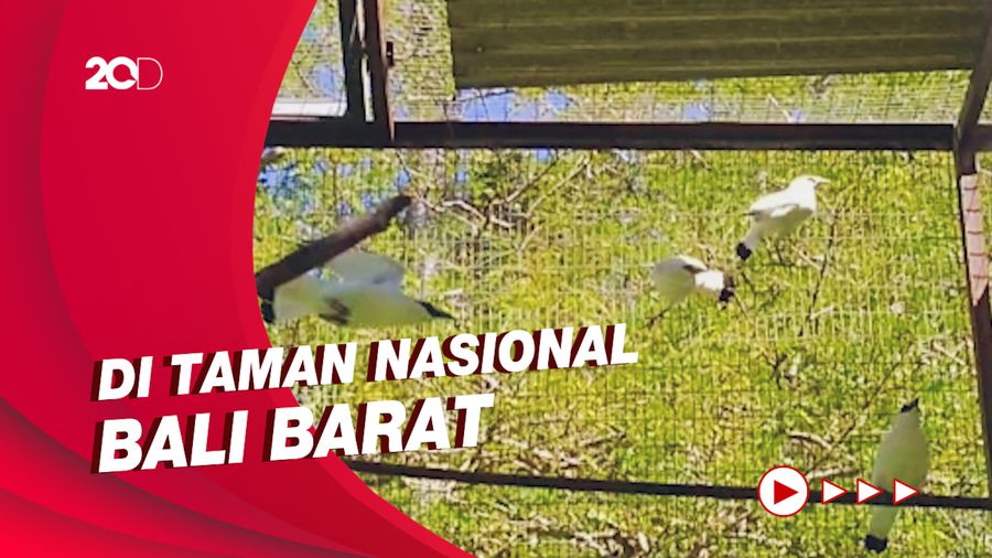 Menengok Wisata Jalak Bali di Habitat Aslinya