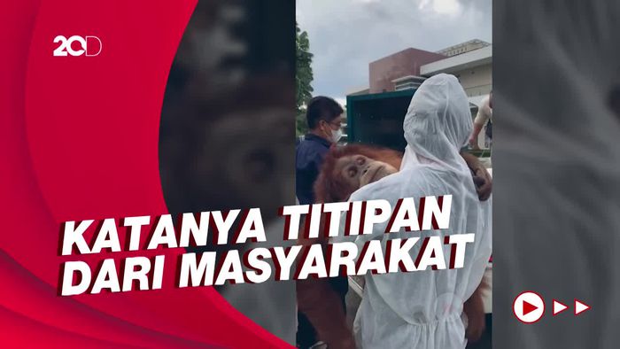 Bupati Langkat Soal Satwa Dilindungi di Rumahnya: Demi Tuhan Itu Titipan!