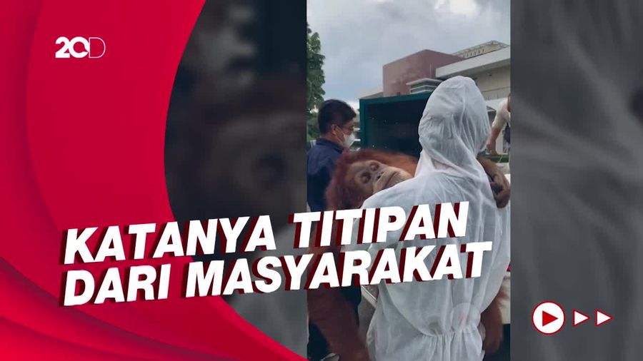 Bupati Langkat Soal Satwa Dilindungi di Rumahnya: Demi Tuhan Itu Titipan!