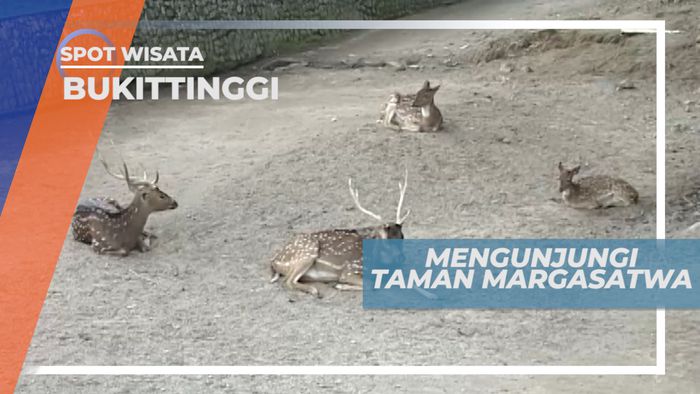 Taman Margasatwa, Tempat Wisata Tepat untuk Keluarga, Bukittinggi