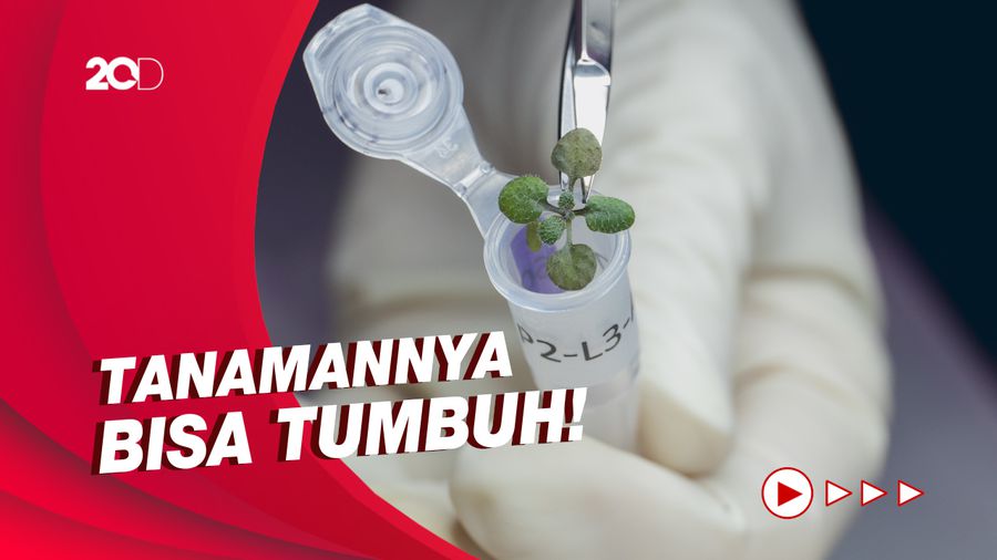 Eksperimen NASA Bercocok Tanam Pakai Tanah dari Bulan