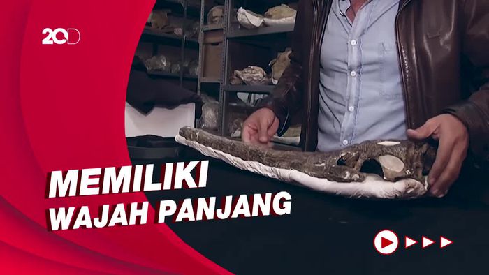 Penampakan Fosil Buaya Purba Berusia 7 Juta Tahun