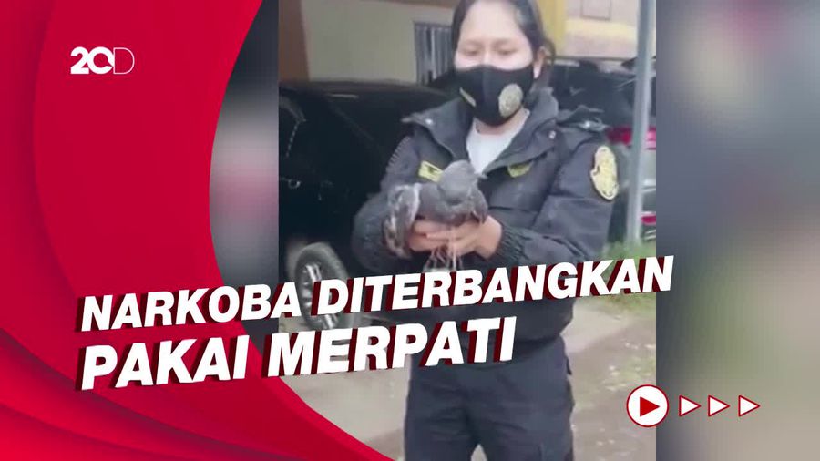Kepolisian Peru Gagalkan Penyelundupan Narkoba ke Sel Dengan Merpati