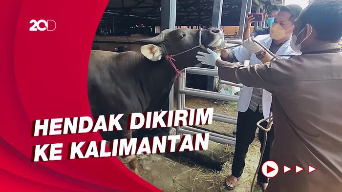 Satgas PMK Termukan 3 Sapi di Parepare Terinfeksi Brucellosis