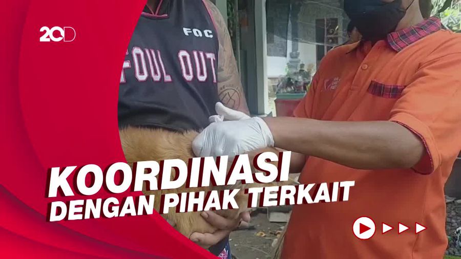 Petugas Tegaskan Eliminasi Selektif Tidak Sembarang pada Anjing di Bali