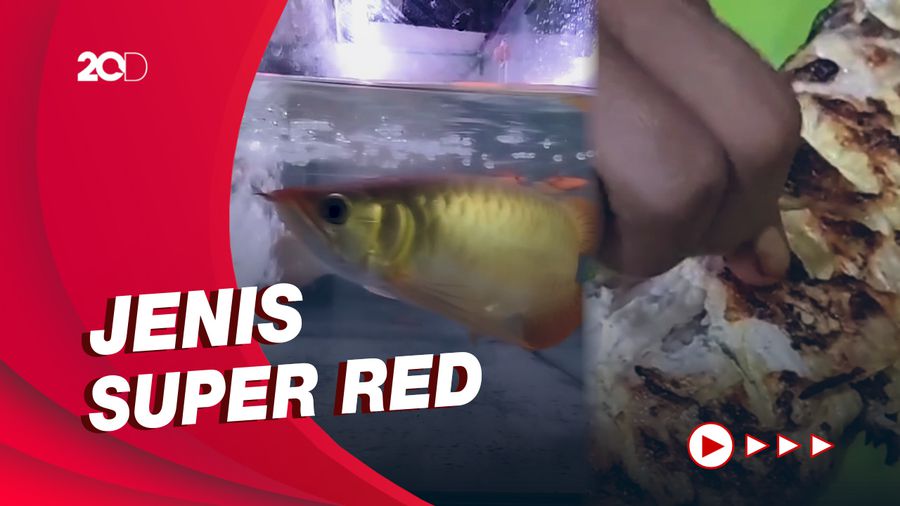 Ikan Arwana Harga Rp 10 Juta Dipanggang, Seperti Apa Rasanya?