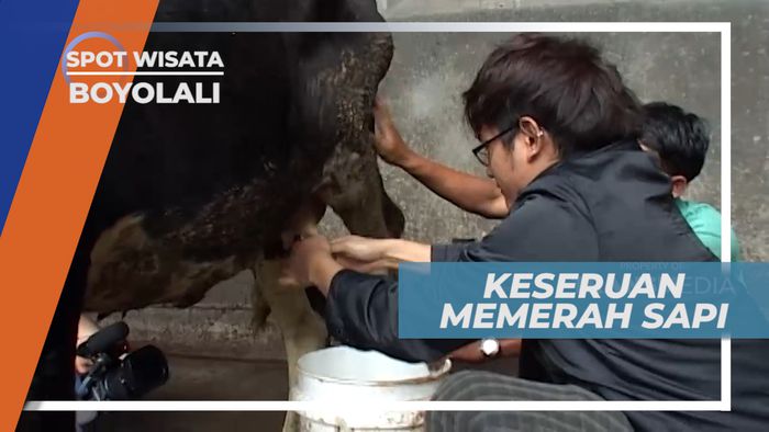 Teknik Khusus dalam Melakukan Pemerahan Sapi