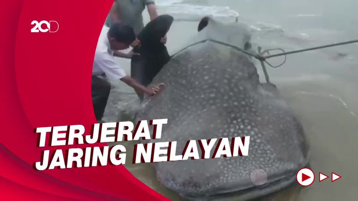 Hiu Paus Terdampar di Pantai Painan Mati, Dikubur dengan Cara Dipotong-potong