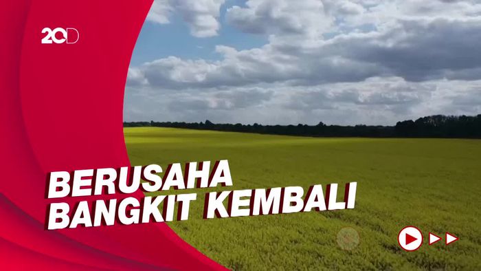 Penggilingan Gandum Ukraina Beroperasi Lagi Setelah Ditinggal Rusia
