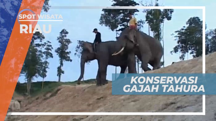 Konservasi Gajah yang Terlatih, Riau