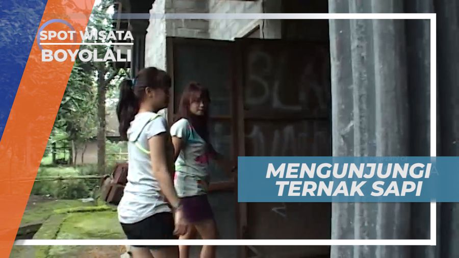 Menginjakkan Kaki di Area Peternak Sapi