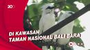 Jalak Bali, Burung Endemik Bali yang Terancam Punah
